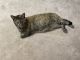 Tabby Cats for sale in Lafayette, CO, USA. price: $50