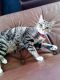 Tabby Cats for sale in Anna, TX 75409, USA. price: NA