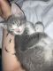 Tabby Cats for sale in Catasauqua, PA, USA. price: $60
