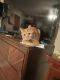 Tabby Cats for sale in Kennesaw, GA, USA. price: NA