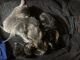 Tabby Cats for sale in East Hartford, CT, USA. price: NA