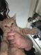 Tabby Cats for sale in Reno, NV, USA. price: $90