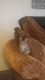Tabby Cats for sale in Vancouver, WA 98662, USA. price: $100