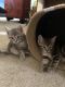 Tabby Cats for sale in Decatur, AL 35603, USA. price: $25