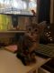 Tabby Cats for sale in Addison, IL 60101, USA. price: NA