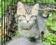 Tabby Cats for sale in Yale, MI 48097, USA. price: $60