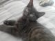 Tabby Cats for sale in Castleton, IN 46256, USA. price: $25