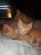 Tabby Cats for sale in Tyler, TX 75702, USA. price: NA
