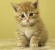 Tabby Cats for sale in 3201 Toledo Pl, Chillum, MD 20782, USA. price: NA