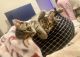 Tabby Cats for sale in Bethesda, MD, USA. price: $150