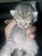 Tabby Cats for sale in Worcester, MA, USA. price: $150