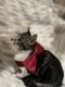 Tabby Cats for sale in Cypress, TX, USA. price: $25