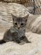 Tabby Cats for sale in Cypress, TX, USA. price: $45