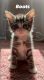 Tabby Cats for sale in Aiken County, SC, USA. price: NA
