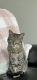 Tabby Cats for sale in Northwest Indiana, IN, USA. price: NA