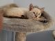 Tabby Cats for sale in Fort Walton Beach, FL, USA. price: NA