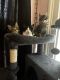 Tabby Cats for sale in McHenry, IL, USA. price: NA
