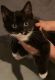 Tabby Cats for sale in Fuquay-Varina, NC 27526, USA. price: NA
