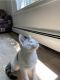 Tabby Cats for sale in Farmington Hills, MI, USA. price: NA