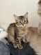 Tabby Cats for sale in El Paso, TX 79928, USA. price: NA