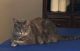 Tabby Cats for sale in SW Cantabella St, Topeka, KS 66614, USA. price: NA