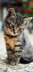 Tabby Cats for sale in Springfield, MA, USA. price: $200