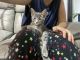 Tabby Cats for sale in Lansing, MI, USA. price: NA