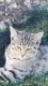 Tabby Cats for sale in San Dimas, CA 91773, USA. price: NA