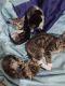 Tabby Cats for sale in Powellhurst-Gilbert, Portland, OR, USA. price: $30