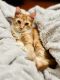 Tabby Cats for sale in New Bern, NC, USA. price: $5,000