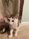 Tabby Cats for sale in Reno, NV 89510, USA. price: $25