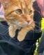 Tabby Cats for sale in Noblesville, IN, USA. price: NA