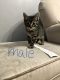 Tabby Cats for sale in Pleasant Grove, UT, USA. price: NA