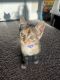 Tabby Cats for sale in 1095 Brittmoore Rd, Houston, TX 77043, USA. price: $350