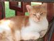 Tabby Cats for sale in Alabaster, AL, USA. price: NA