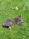 Tabby Cats for sale in New Castle, PA, USA. price: $80