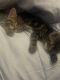 Tabby Cats for sale in Stoughton, MA 02072, USA. price: $200