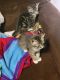 Tabby Cats for sale in Biloxi, MS, USA. price: $25