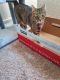 Tabby Cats for sale in Anchorage, AK 99501, USA. price: $50