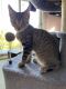 Tabby Cats for sale in Crockett, CA 94525, USA. price: $100
