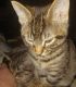 Tabby Cats for sale in 3971 Hunters Ridge Dr, Lansing, MI 48911, USA. price: NA