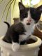 Tabby Cats for sale in Apple Valley, MN 55124, USA. price: $75