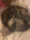 Tabby Cats for sale in Camden, NJ, USA. price: $100