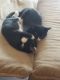 Tabby Cats for sale in Thomasville, GA, USA. price: NA