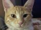 Tabby Cats for sale in Wauwatosa, WI, USA. price: NA