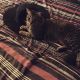 Tabby Cats for sale in Wilmington, NC, USA. price: $10