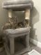 Tabby Cats for sale in Arlington, WA, USA. price: NA