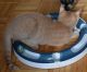 Tabby Cats for sale in Manhattan, New York, NY, USA. price: $350