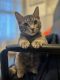 Tabby Cats for sale in Sun Valley, California. price: $30