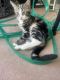 Tabby Cats for sale in Werribee, Victoria. price: $30